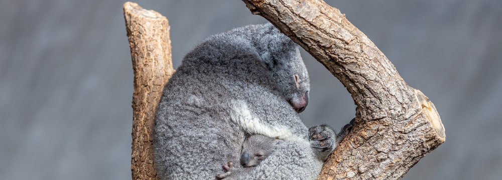 Koala Pippa mit ihrem Jungtier Uki im Zoo Zürich.