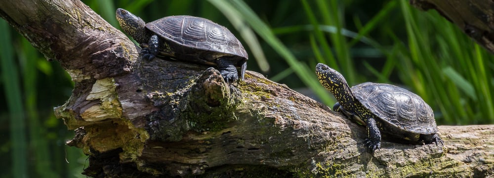 Europäische Sumpfschildkröten im Zoo Zürich.