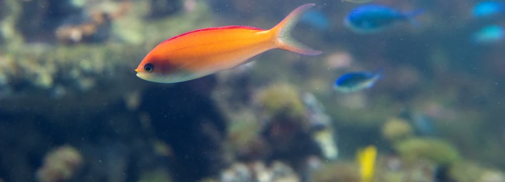 Foto: Zoo Zürich, Jean-Luc Grossmann Sichel-Fahnenbarsch