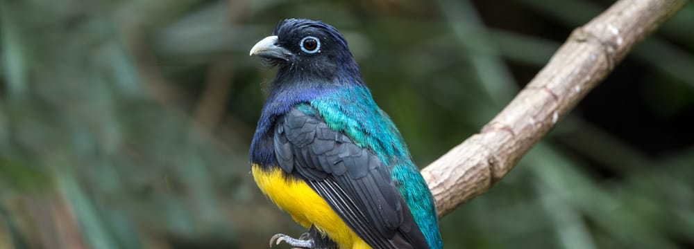 Foto: Zoo Zürich, Enzo Franchini Grünmanteltrogon im Zoo Zürich.