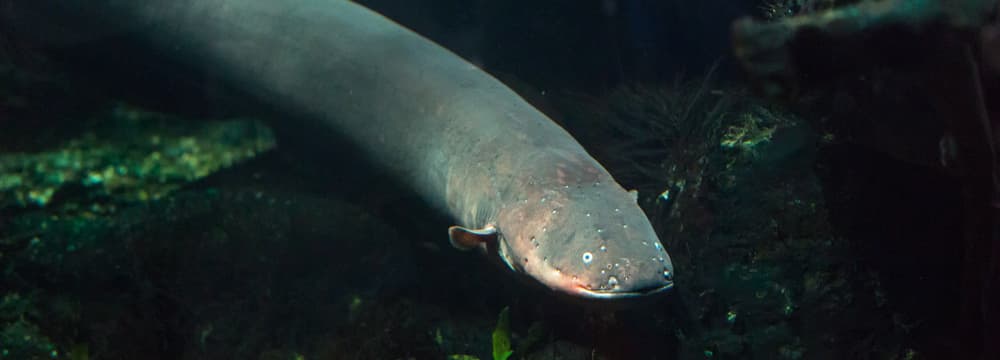 Foto: Zoo Zürich, Enzo Franchini Zitteraal im Zoo Zürich.