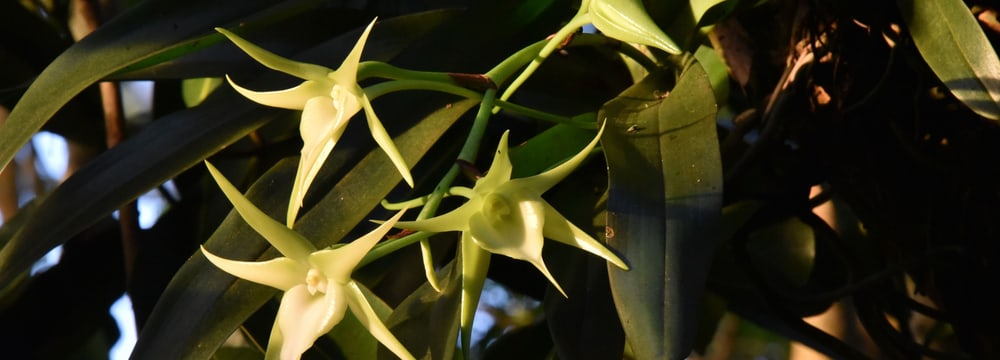 Stern von Madagaskar im Masoala Regenwald.