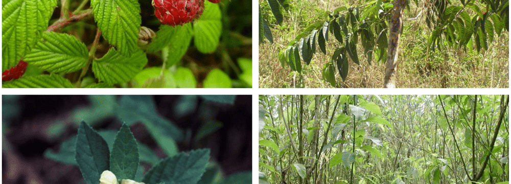 Brombeere, Guave, Sauco und Escoba©PhotosHeinke Jäger, Conley McMullen, Charles Darwin Foundation archives 