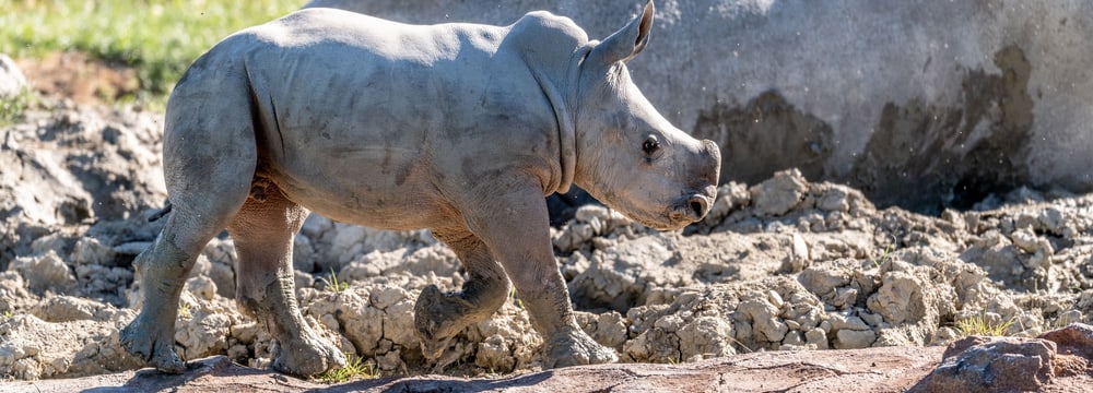 Nashornkalb Ushindi beim ersten Ausflug in die Savanne.