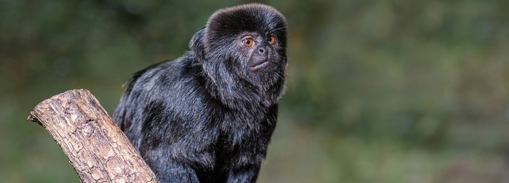 Foto: Zoo Zürich/Enzo Franchini Springtamarin