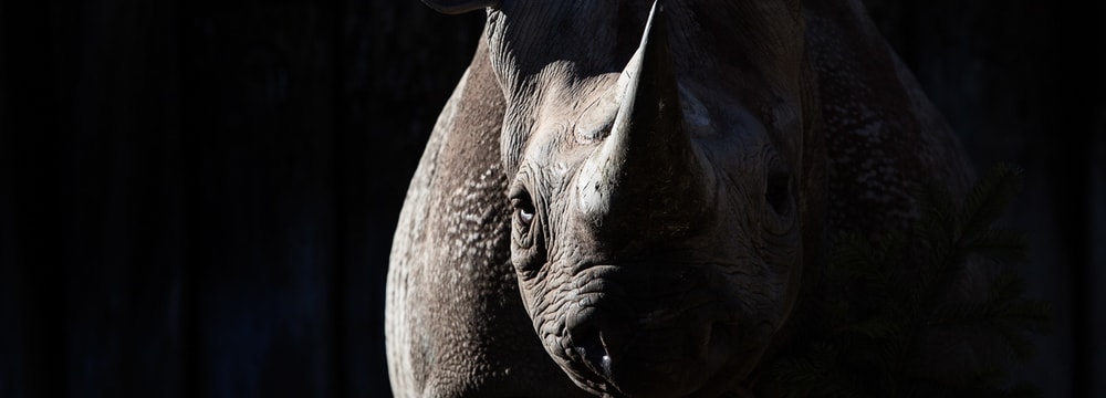 Ostafrikanisches Spitzmaulnashorn im Zoo Zürich.