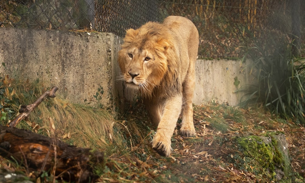 Asiatischer Löwe Jadoo im Zoo Zürich.
