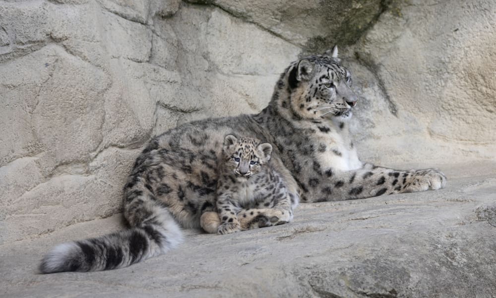 Schneeleopard mit Jungtier im Zoo Zürich.
