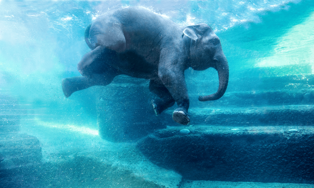 Schwimmender Elefant im Zoo Zürich.