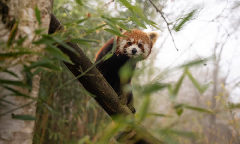 Kleiner Panda im Zoo Zürich.