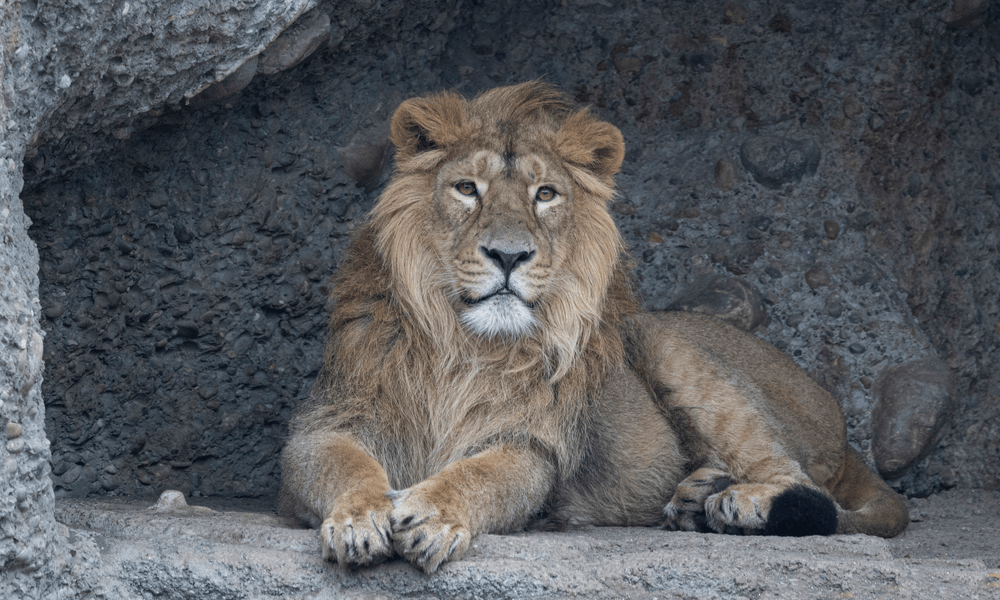 Asiatischer Löwe Jadoo im Zoo Zürich.