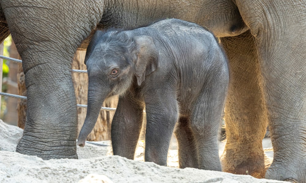 Junger Asiatischer Elefant Zali im Zoo Zürich.
