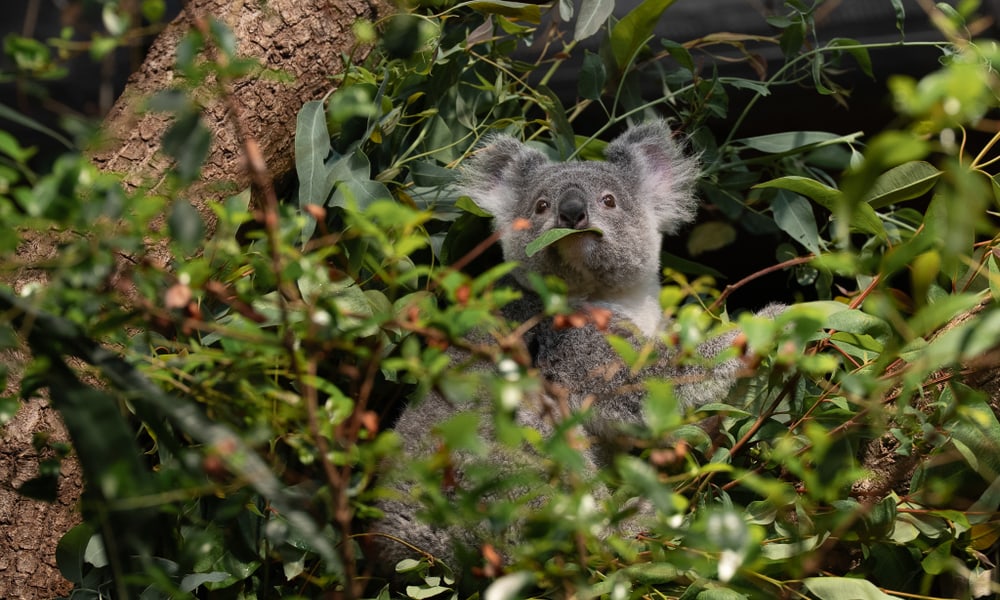 Koala im Zoo Zürich.