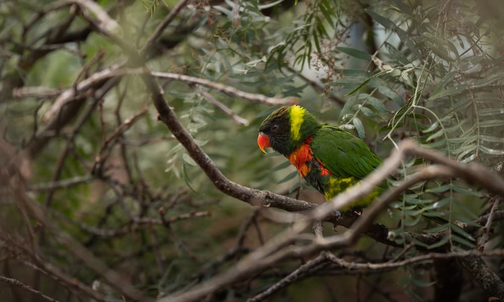 Scharlachbrustlori (Trichoglossus forsteni mitchellii) im Zoo Zürich.