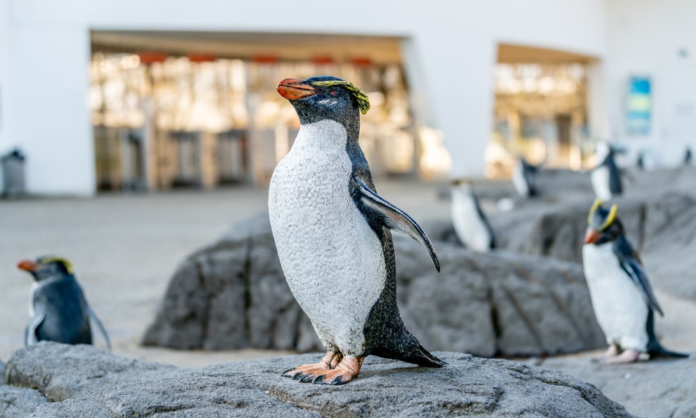 Bronzepinguine Haupteingang