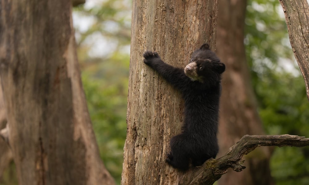 Junger Brillenbär im Sangay Bergnebelwald des Zoo Zürich.