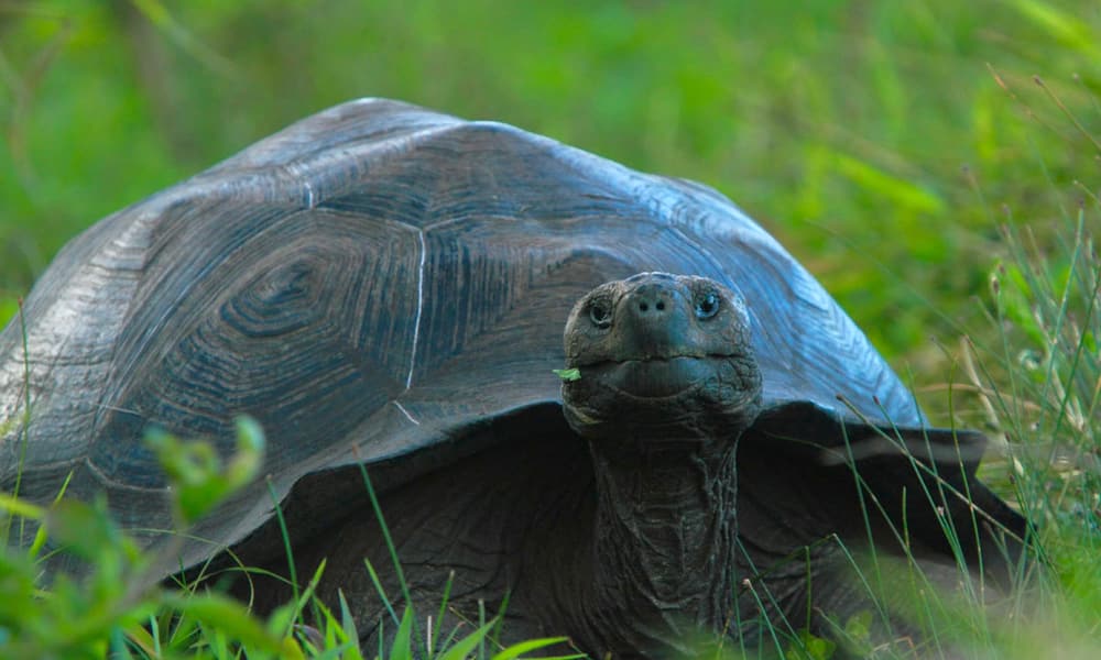 Galapagos Schildkröte