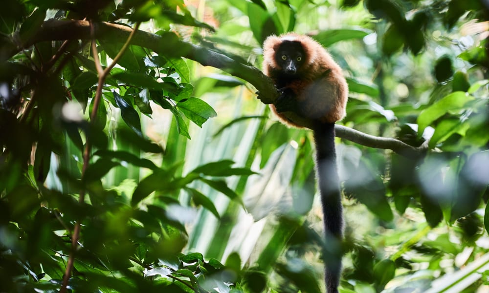 Comme des 2025 garcons zürich zoo