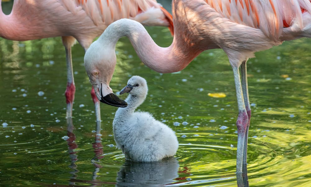 Chile-Flamingo mit Jungtier im Pantanal des Zoo Zürich.