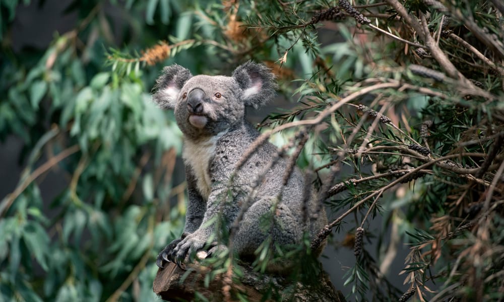 Koalamännchen Uki erkundet sein neues Zuhause. 
