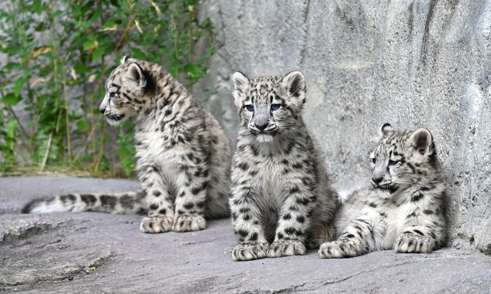 Junge Schneeleoparden im Lebensraum Panthera des Zoo Zürich.