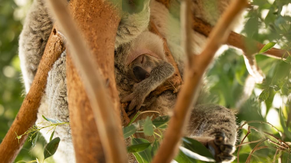 Koala Téa mit Jungtier im Zoo Zürich.