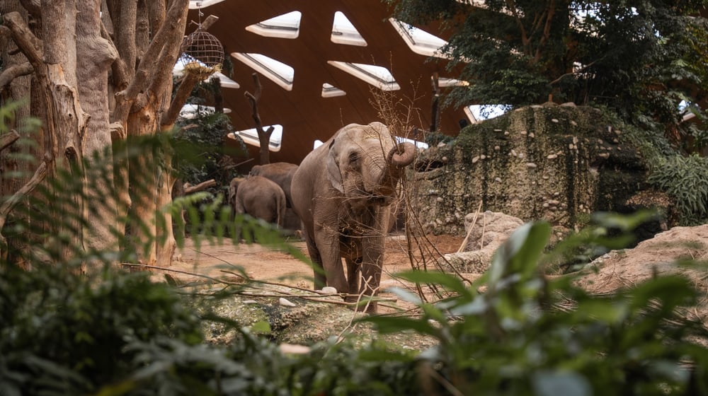 Asiatischer Elefant Indi im Kaeng Krachan Elefantenpark des Zoo Zürich.
