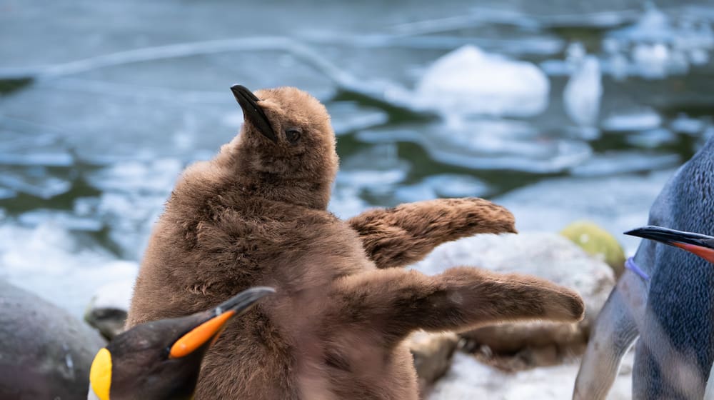 Junger Königspinguin im Zoo Zürich.