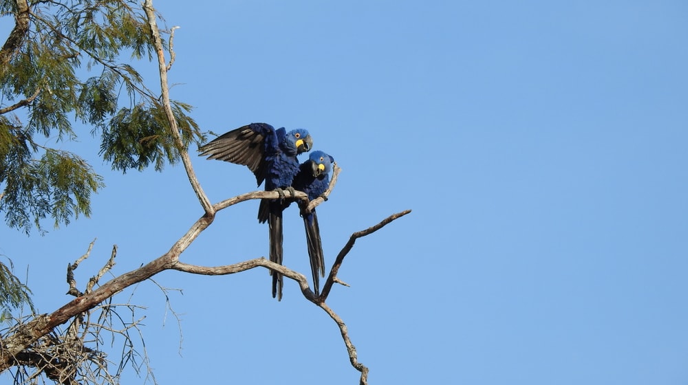 Hyazintharas im Pantanal in Brasilien.