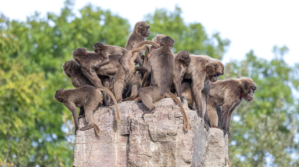 Dscheladas im Semine Gebirge des Zoo Zürich.