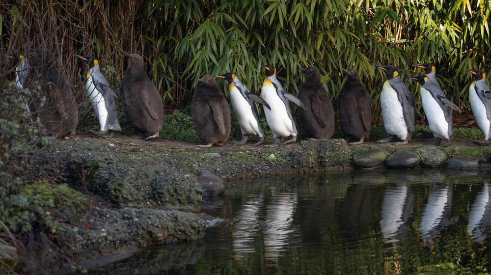 Königspinguine mit Küken 