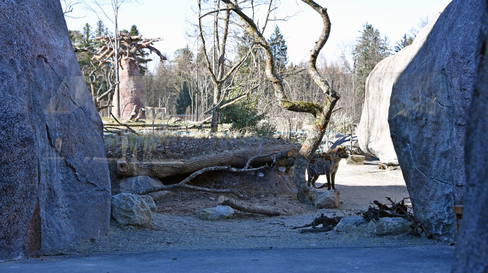 Einblick Hyänenanlage in der Lewa Savanne im Zoo Zürich. 
