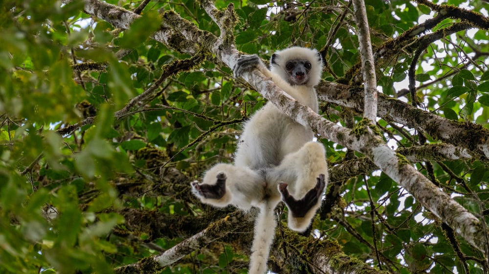 Seiden-Sifaka hängt an einem Baum im Makira-Naturpark.