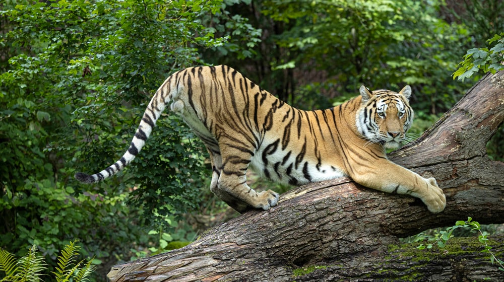 Amurtiger Akim im Grosskatzenlebensraum Panthera des Zoo Zürich.