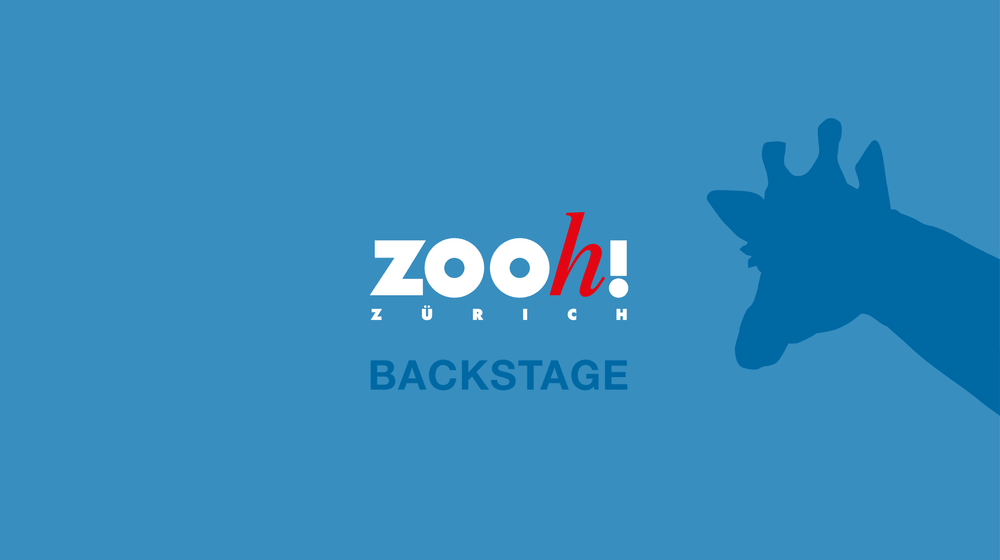 Visual Podcast Zoo Zürich Backstage.