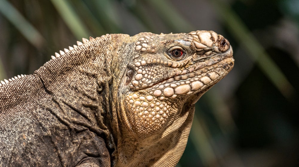 Exuma-Wirtelschwanzleguan im Zoo Zürich.