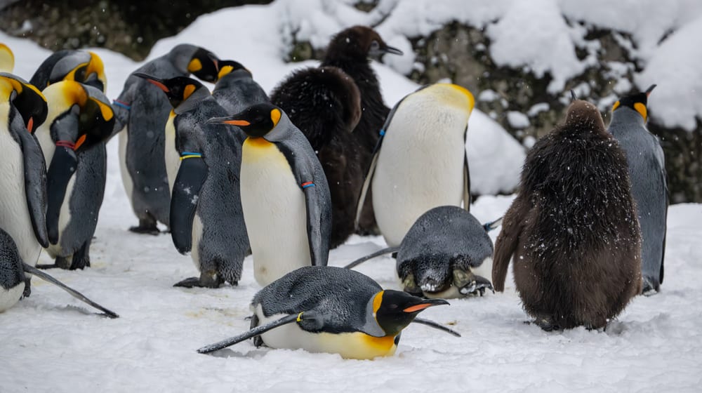 Königspinguine im Schnee