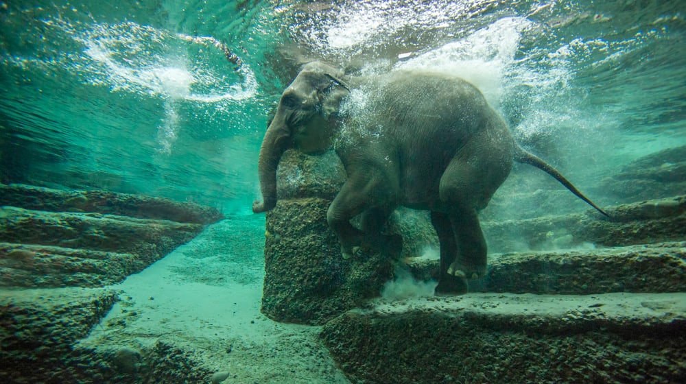 Asiatischer Elefant Farha beim Schwimmen im Kaeng Krachan Elefantenpark.