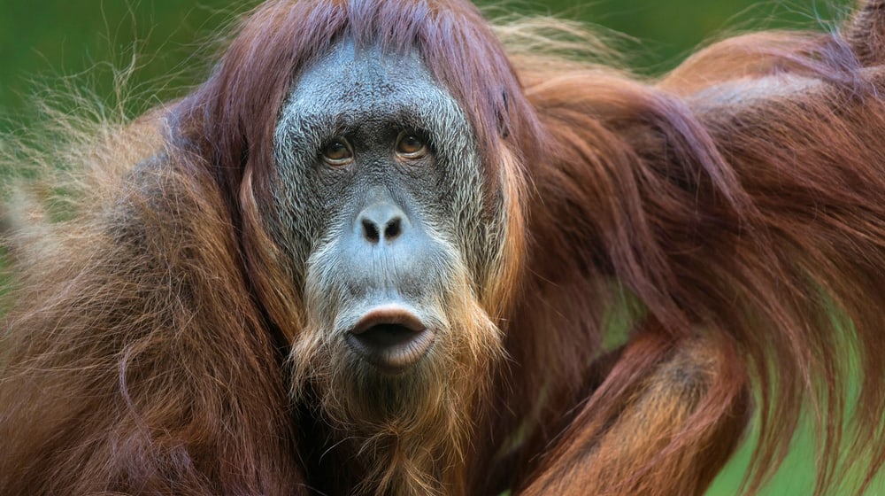 Sumatra-Orang-Utan Oceh im Zoo Zürich