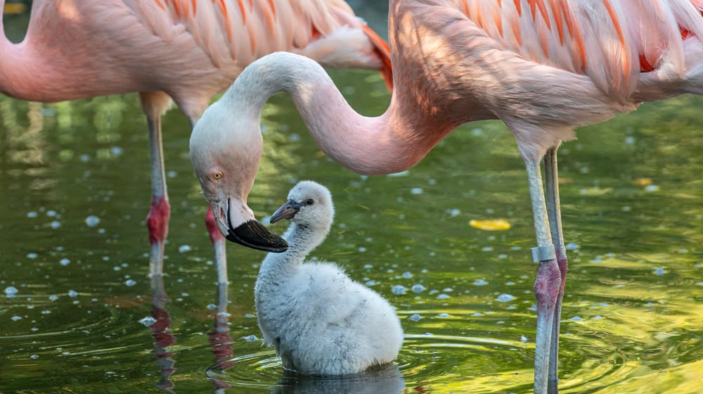 Junger Chile-Flamingo im Zoo Zürich.