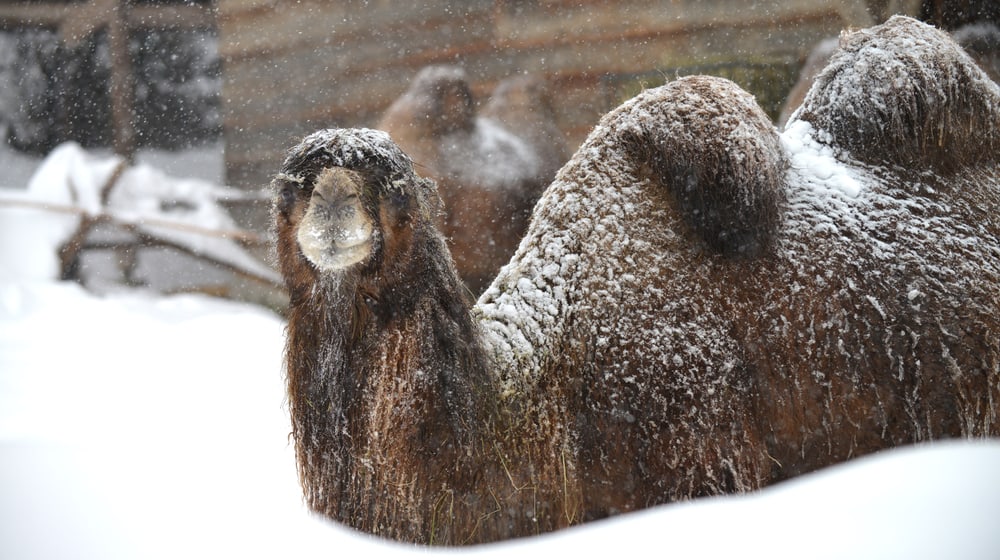 Hauskamel im Schnee im Zoo Zürich