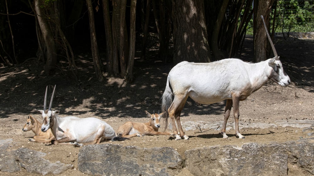 Arabische Oryx mit Jungtieren im Zoo Zürich.