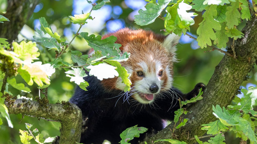 Kleiner Panda Tiang Tang im Zoo Zürich.