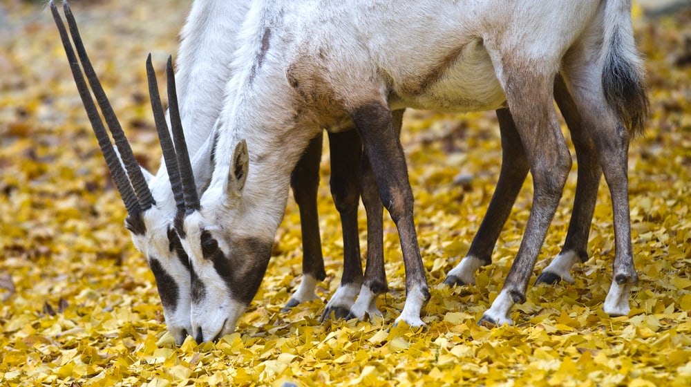Arabische Oryx im Zoo Zürich