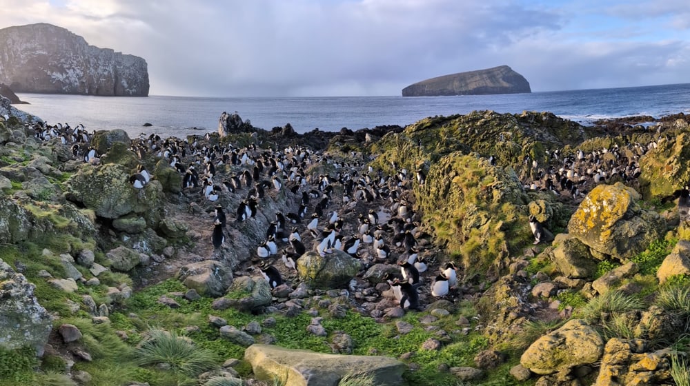 Kronenpinguin-Kolonie auf den Antipoden-Inseln.