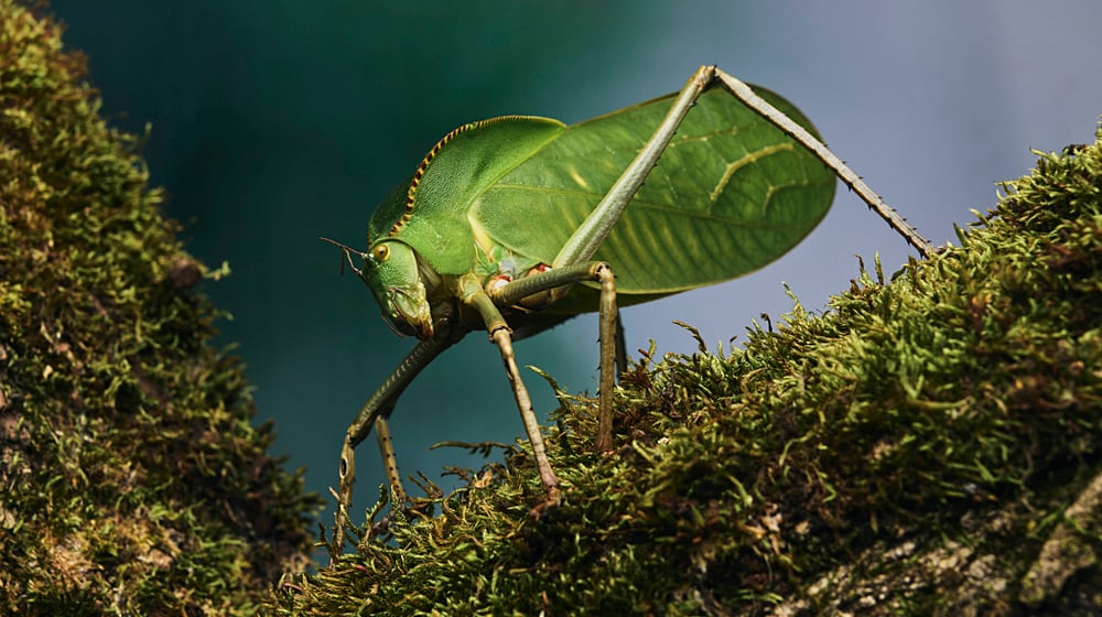 Riesenblattschrecke im Insektenwald des Zoo Zürich.