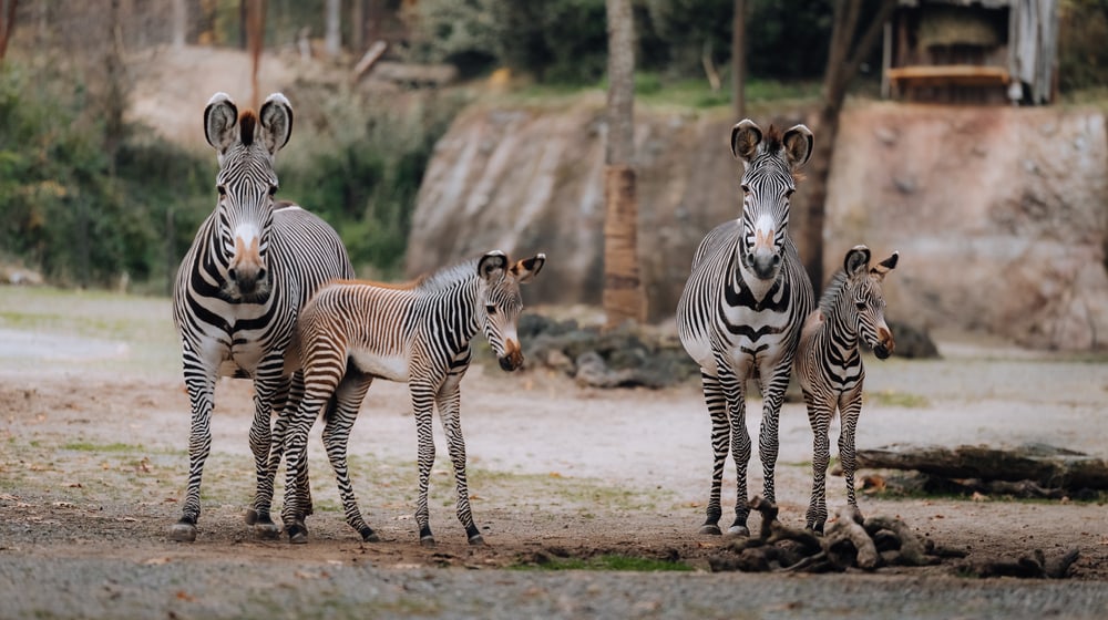 Grevyzebras mit Fohlen in der Lewa Savanne des Zoo Zürich im Oktober 2025.