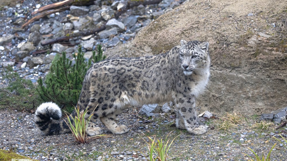 Schneeleoparden-Weibchen Saida Lebensraum Panthera des Zoo Zürich