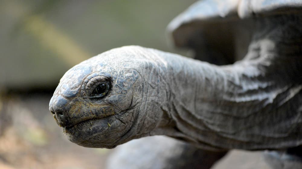 Nahaufnahme eines Kopfes einer Riesenschildkröte