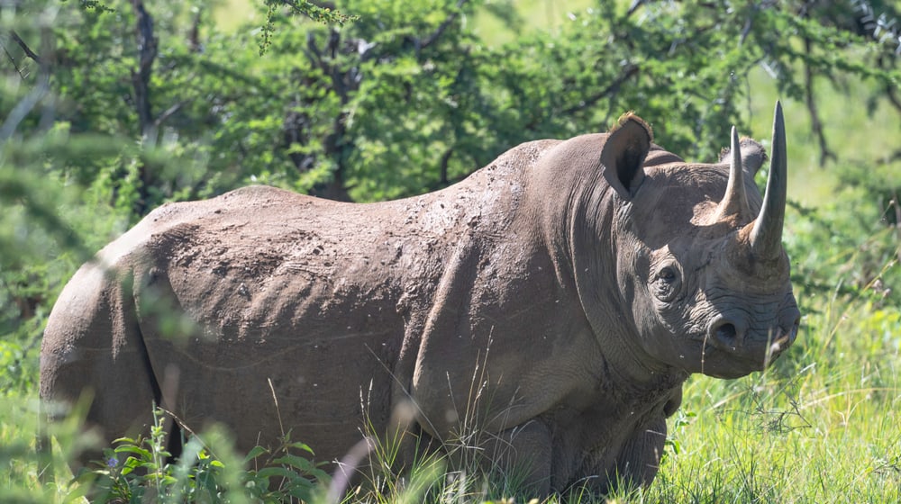 Ostafrikanisches Spitzmaulnashorn im Lewa Wildlife Conservancy in Kenia.